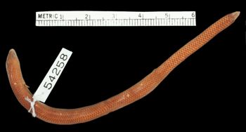 Media type: image;   Herpetology R-54258 Aspect: dorsal